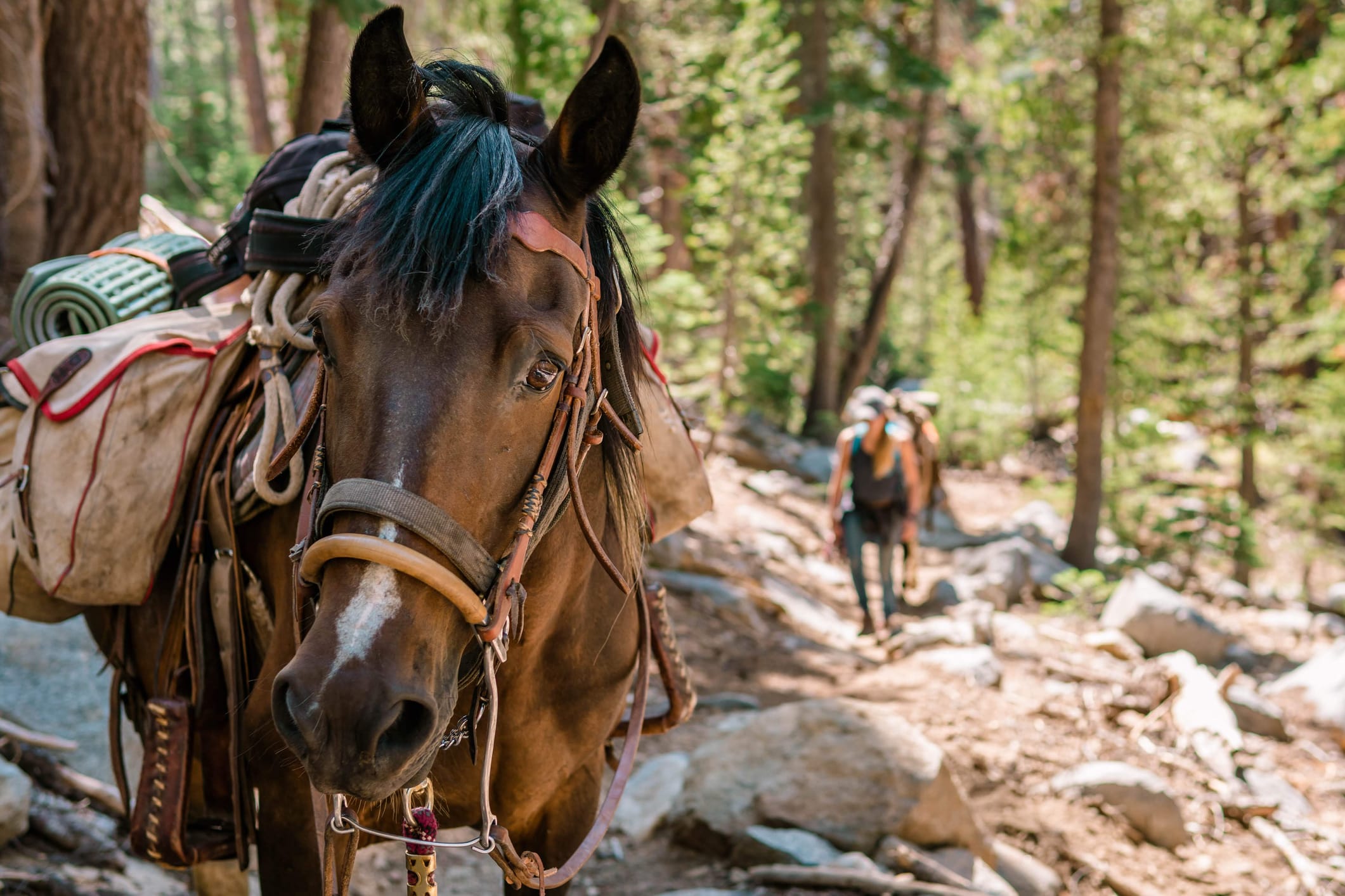 Productive Learning horseback riding retreat